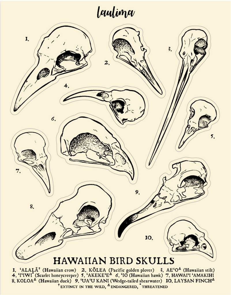 Bird Skull Diagram Identify Animal Skulls The Wildlife Trusts