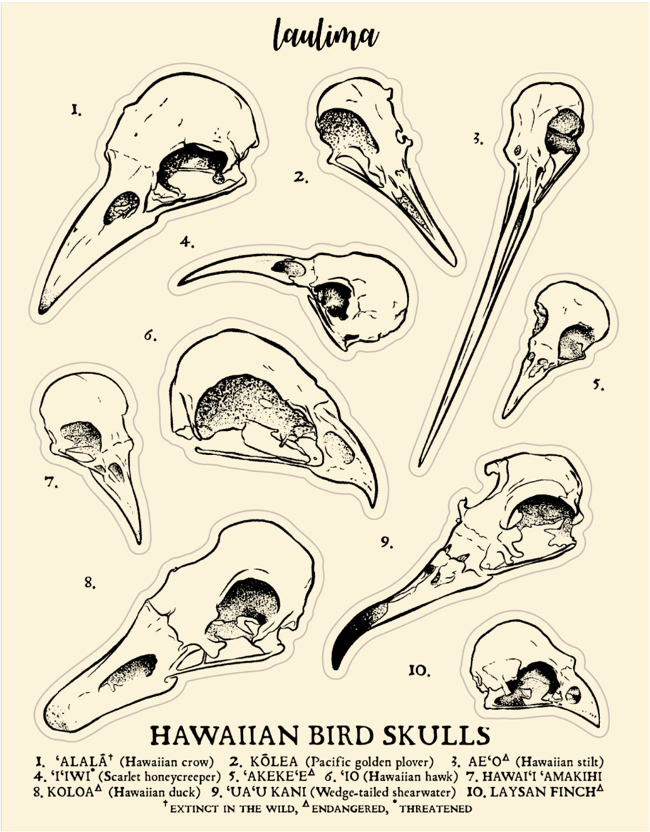Bird Skull Sticker Sheet