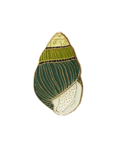 Hawaiian land snail shell pin. Native to Hawaii, specifically endemic to Oahu. 