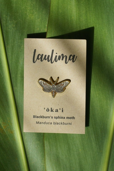 Blackburn's sphinx moth (AKA Blackburn's hawk moth) is one of Hawaii's largest insects. This moth is a federally endangered species that is found in Hawaiian dry forests. 1" gold enamel pin.