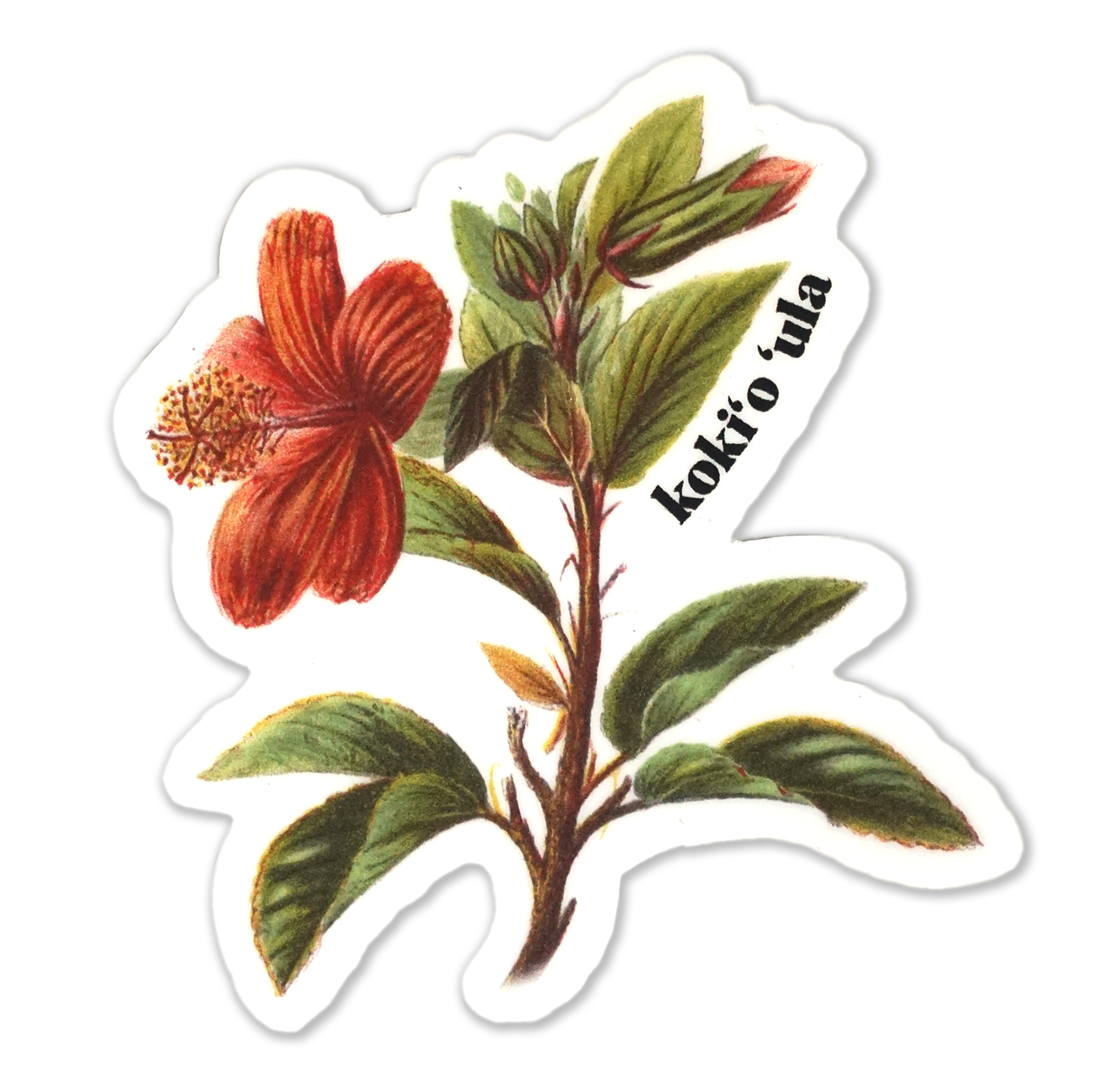 This red Hawaiian hibiscus, kokiʻo ʻula, is a rare and endemic species. These bright and beautiful tropical flowers were once more common throughout the islands prior to development and human impacts.