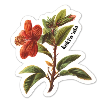 This red Hawaiian hibiscus, kokiʻo ʻula, is a rare and endemic species. These bright and beautiful tropical flowers were once more common throughout the islands prior to development and human impacts.