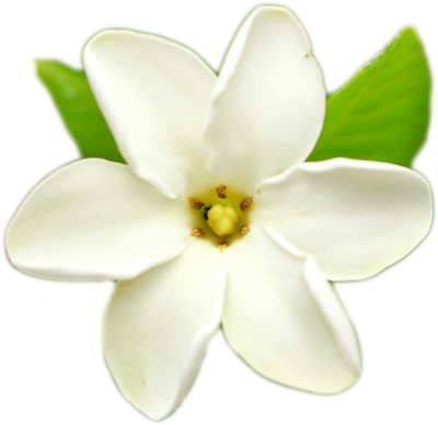 Nāʻū (Gardenia) pin