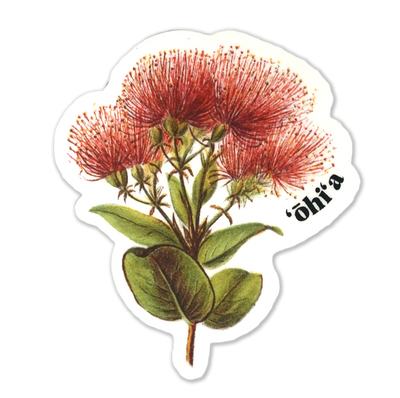 Ohia lehua, endemic Hawaiian flower sticker. This native floral beauty is a staple of Hawaiian ecosystems. Vinyl sticker, waterproof.